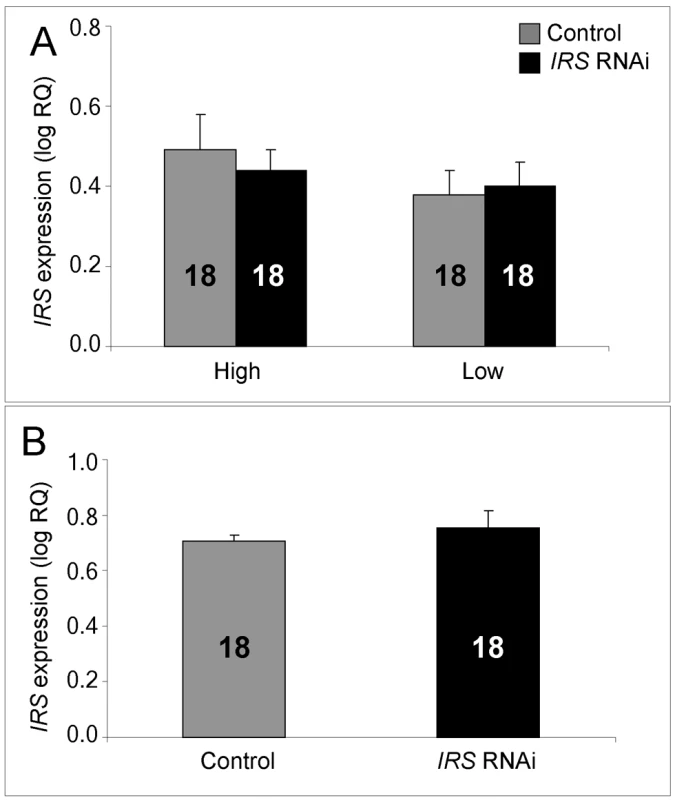 qRT–PCR confirms absence of <i>IRS</i> RNAi in brain.