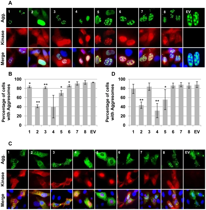Assorted CHPKs prevent nuclear and/or cytoplasmic aggresome formation.
