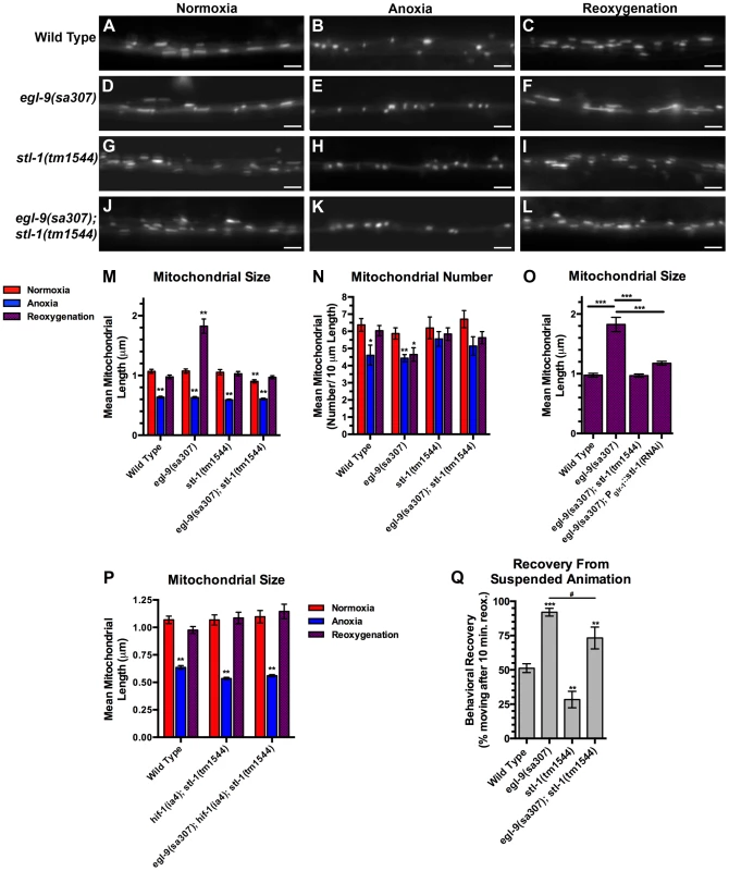 STL-1 is required for anoxia-induced mitochondrial hyperfusion.