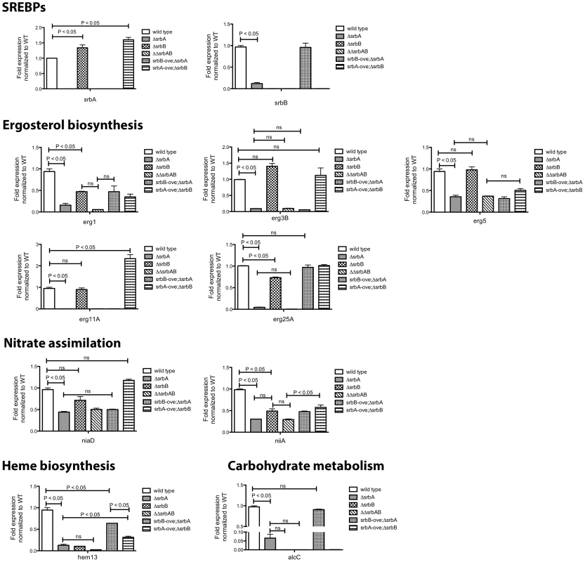 Co-Regulation of SrbA target genes by SrbB.
