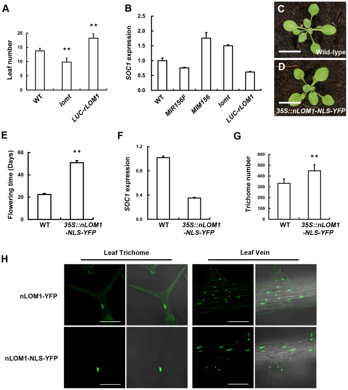 Overexpression of N-terminal of LOM1 in nucleus triggers a flowering delay.