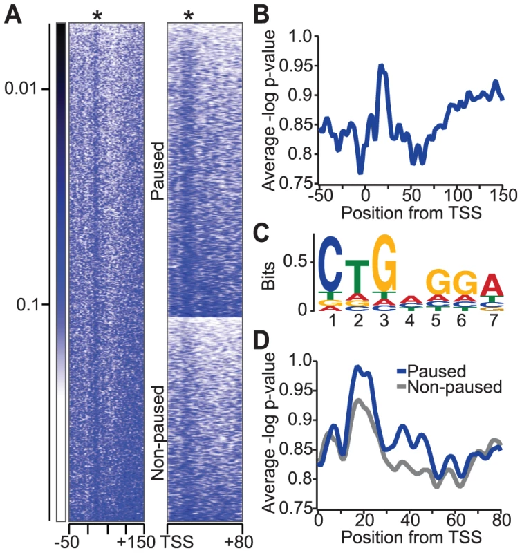 Relative enrichment of the NBE in <i>Drosophila</i> genomic regions near transcription start sites (TSSs).