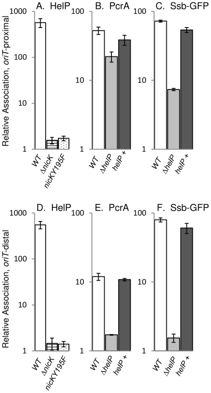 HelP, PcrA, and Ssb-GFP association with ICE<i>Bs1</i> DNA.