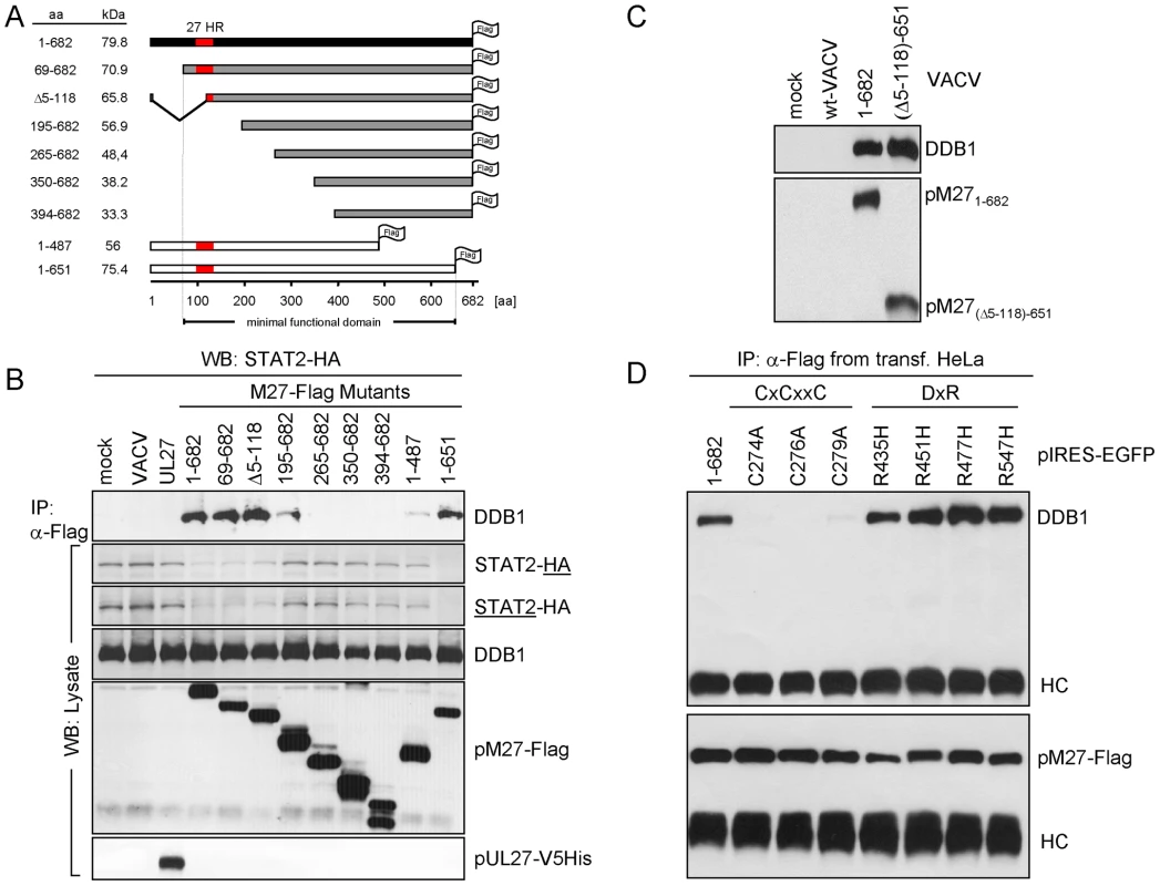 Truncation analysis of pM27-Flag indicates correlation between DDB1 binding and STAT2 degradation.
