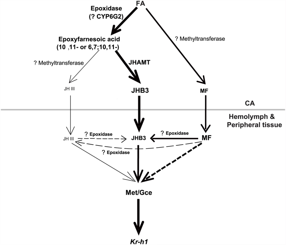 A possible model showing the last two steps of biosynthesis and the molecular actions of the three sesquiterpenoids in <i>Drosophila</i>.