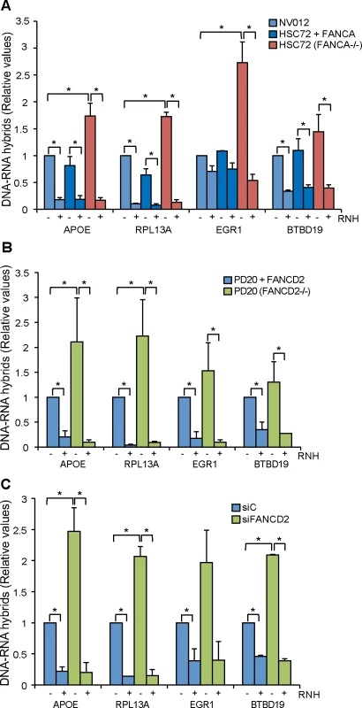 R loop accumulation in Fanconi Anemia-deficient patient cells.