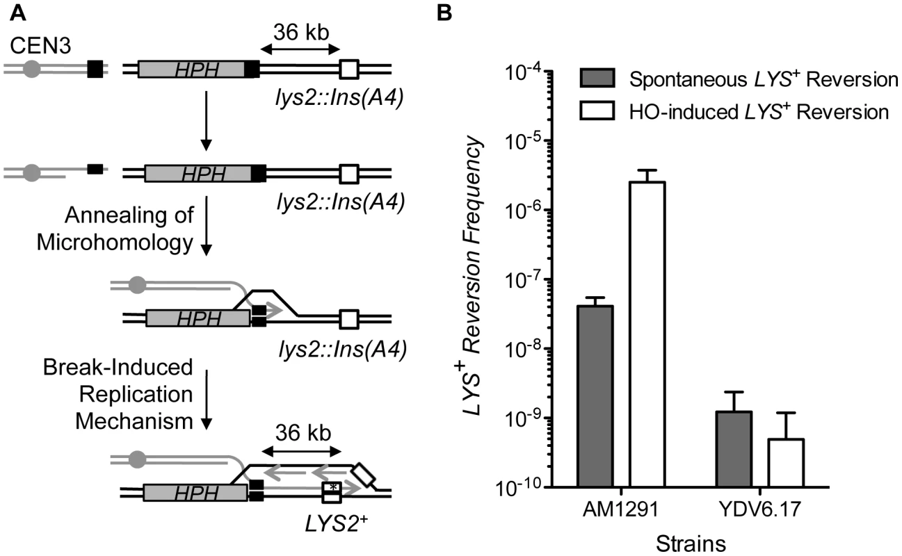 MHMR does not depend on long-range repair synthesis.