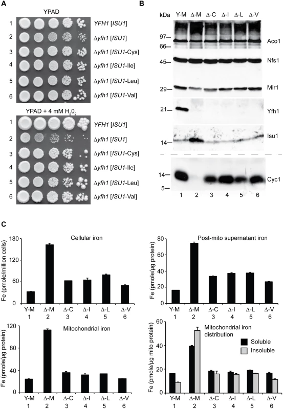 Characterization and comparison of frataxin-bypass substitutions of <i>ISU1</i> amino acid 141: <i>ISU1</i>-Cys, <i>ISU1</i>-Ile, <i>ISU1</i>-Leu and <i>ISU1</i>-Val.