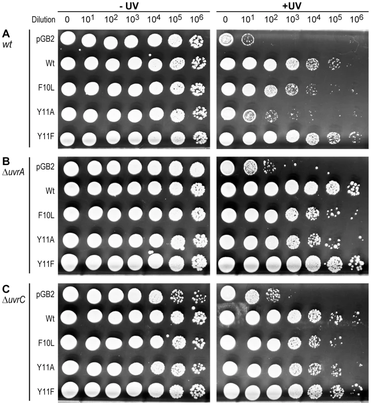 Role of NER in strains expressing pol V variants.