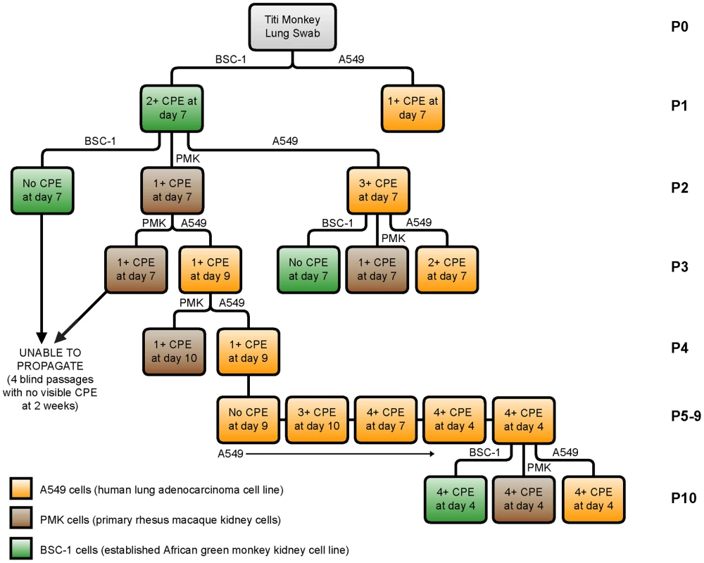 Growth and propagation of TMAdV in cell culture.