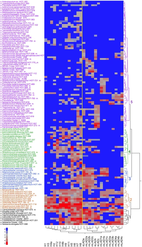 Detection levels of subgingival microbes in health and LAD.