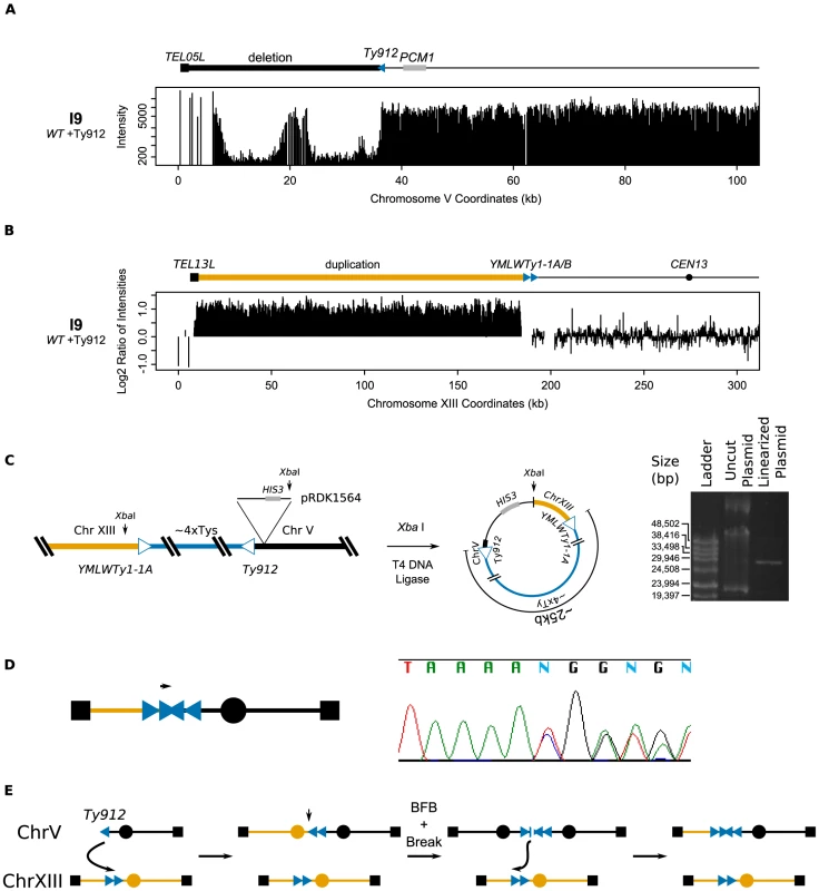 Analysis of isolate I9 reveals a structure consistent with breakage-fusion-bridge.