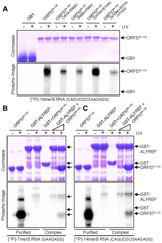 Probing ORF57-RNA binding by mutations and UV cross-linking, and ALYREF-ORF57-RNA remodeling assay.