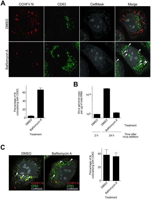 Bafilomycin A treatment results in accumulation of CCHFV in MVBs and blocks virus replication.