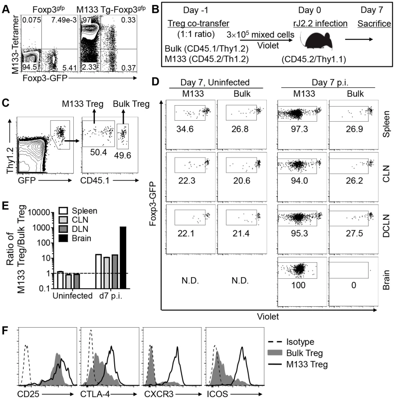 M133 Tregs, but not bulk Tregs proliferate and are recruited to the brains of rJ2.2-infected mice.