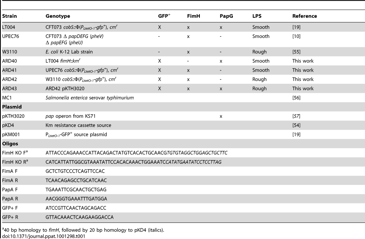 Bacterial strains and oligonucleotides used in this study.