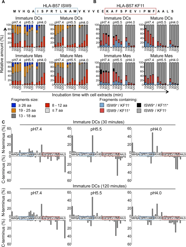 The immunodominant epitope B57-KF11 is more efficiently produced in cross-presentation-competent compartments than subdominant epitope B57-ISW9.