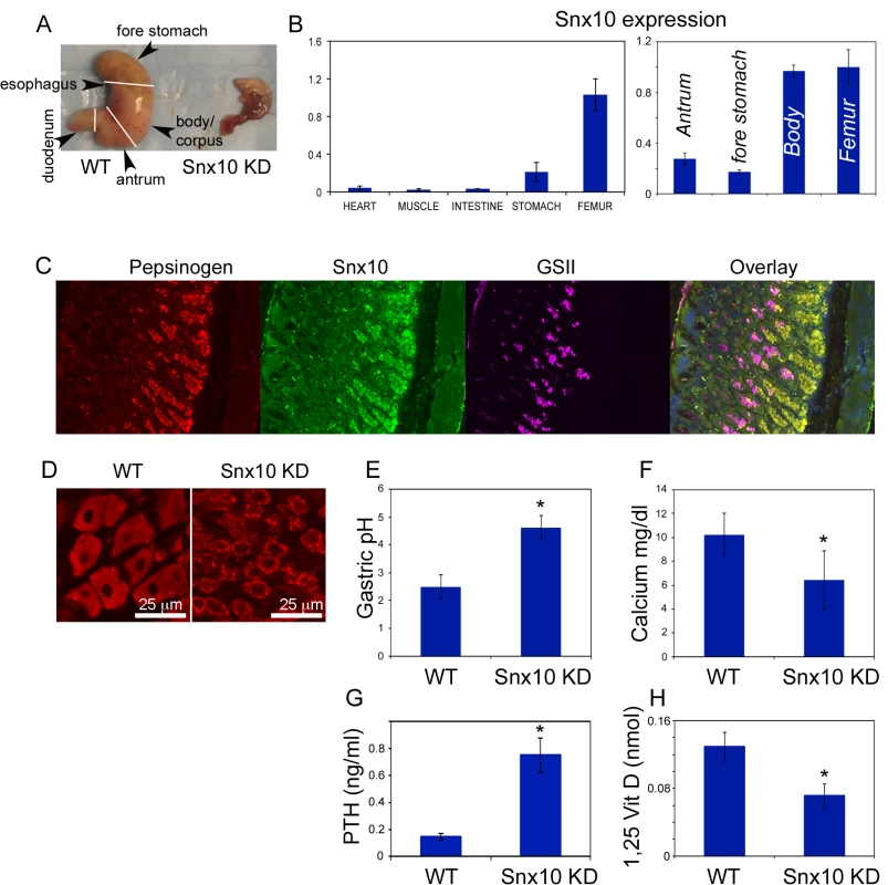 Snx10 is expressed in the stomach and is required for gastric acid production and calcium homeostasis.