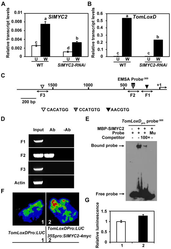 SlMYC2 regulates <i>TomLoxD</i> expression through a direct association with its promoter.