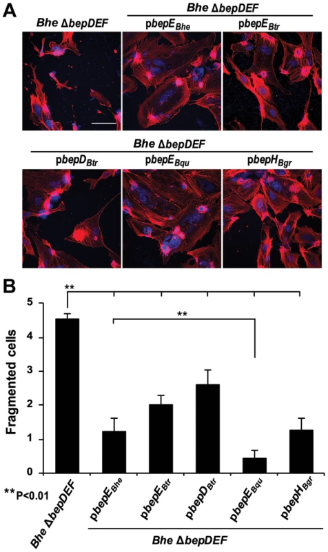 Expression of BepE<i><sub>Bhe</sub></i> homologues in the <i>Bhe</i> Δ<i>bepDEF</i> inhibit the cell fragmentation phenotype.