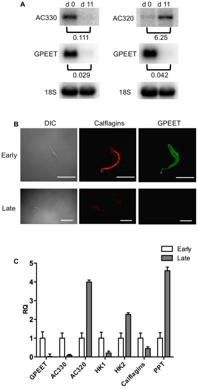 Differential expression of markers in early and late procyclic culture forms.