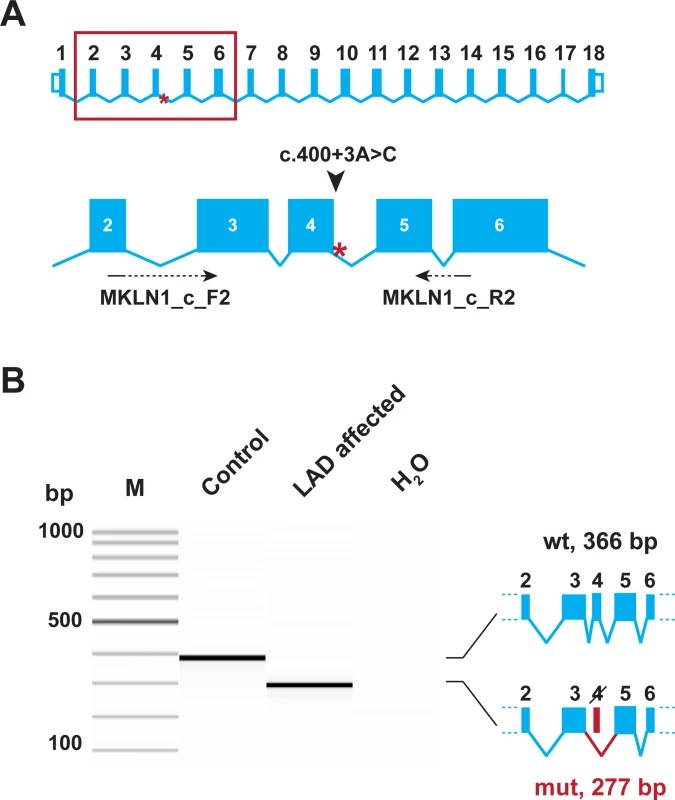 Experimental verification of the <i>MKLN1</i> splice defect.