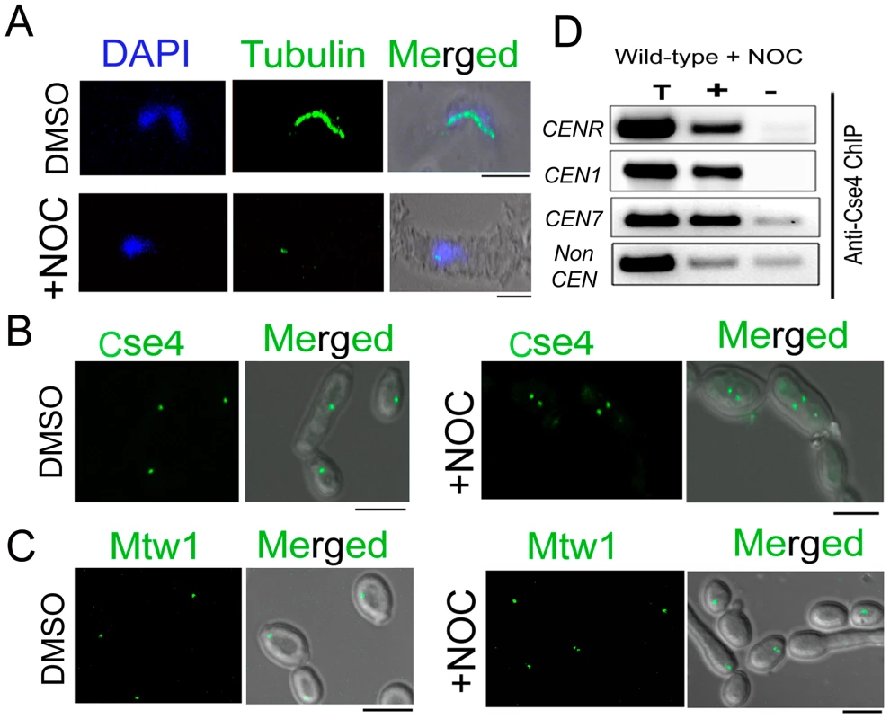 Stability of the kinetochore structure is independent of structural integrity of the mitotic spindle.
