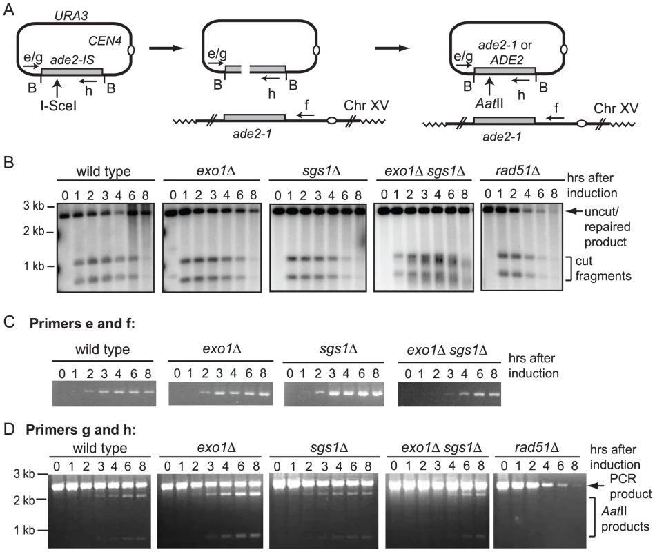 Gene conversion assay.