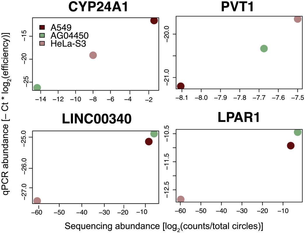 qPCR validation of relative circular RNA expression across cell type.