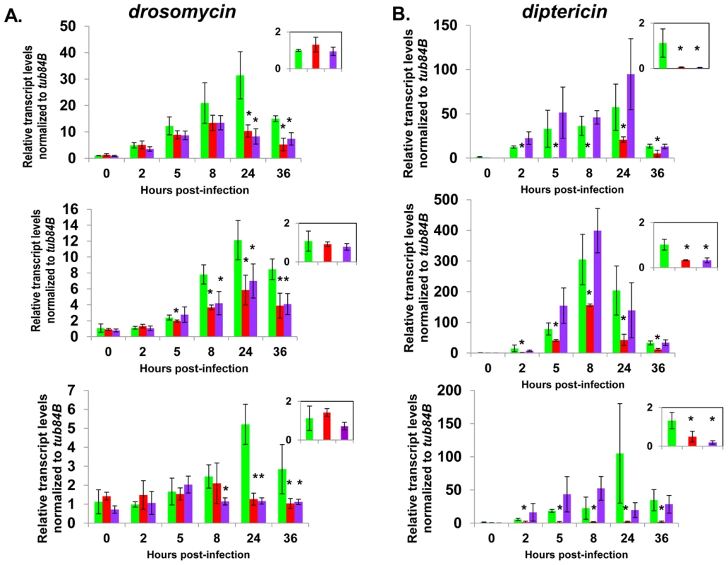 Complete AMP induction following bacterial infection depends on dCAP-D3 and RBF1.