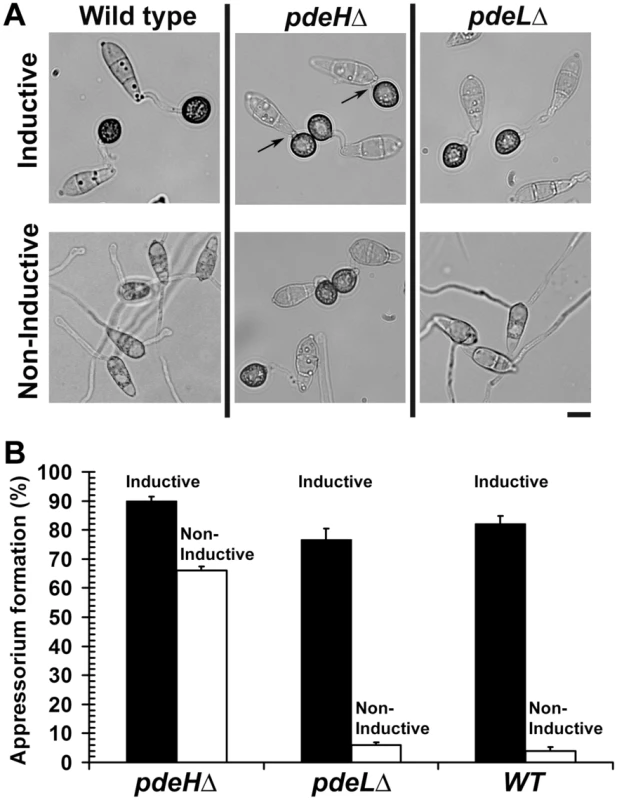 <i>PDEH</i> deletion abolishes surface dependency during pathogenesis.
