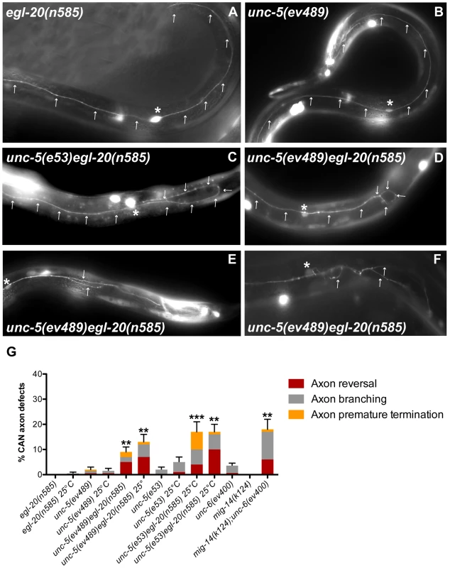 Netrin and Wnt signaling components function redundantly to regulate A/P axon guidance of the CAN neuron.