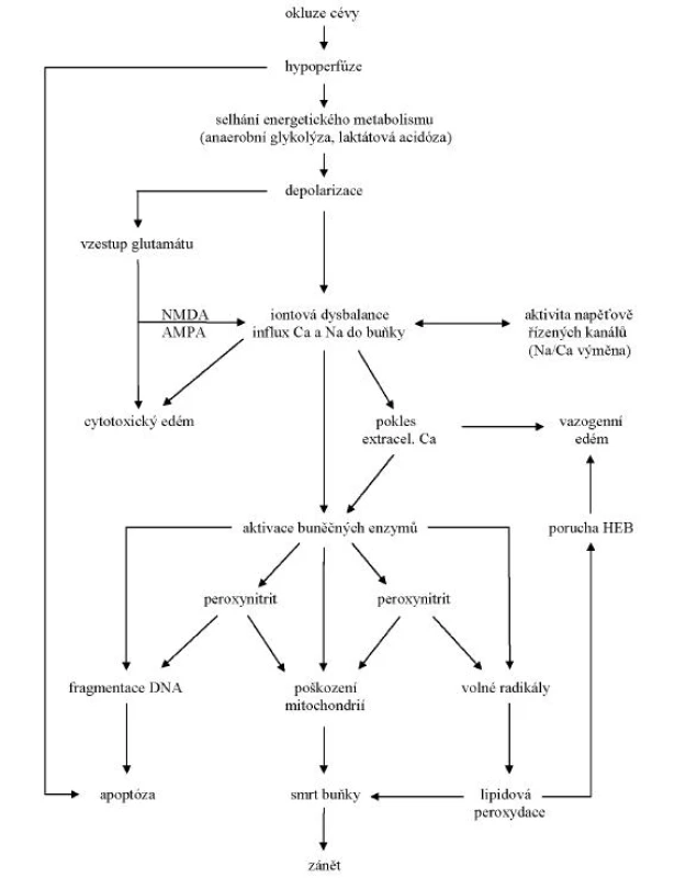Patofyziologická kaskáda ischemického mozkového poškození
NMDA – N-methyl-D-aspartate, AMPA – alfa-amino-3-hydroxy-5-methyl-4-isoxazol, DNA – deoxyribonucleotid acid, HEB – hematoencefalická bariéra