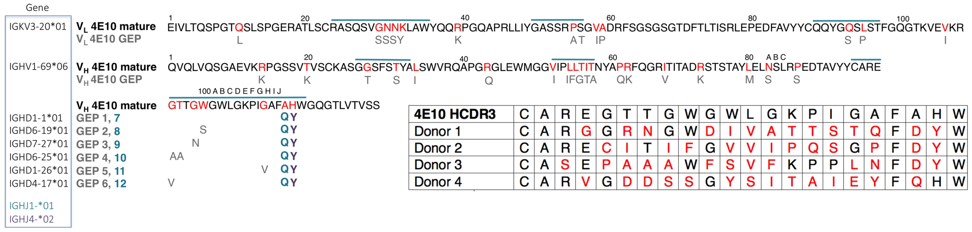 Prediction of an ensemble of 4E10 GEPs.