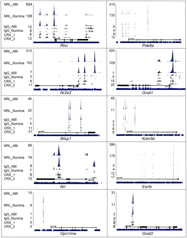 Visualization of NRL ChIP–Seq peaks and CRX ChIP–Seq peaks.