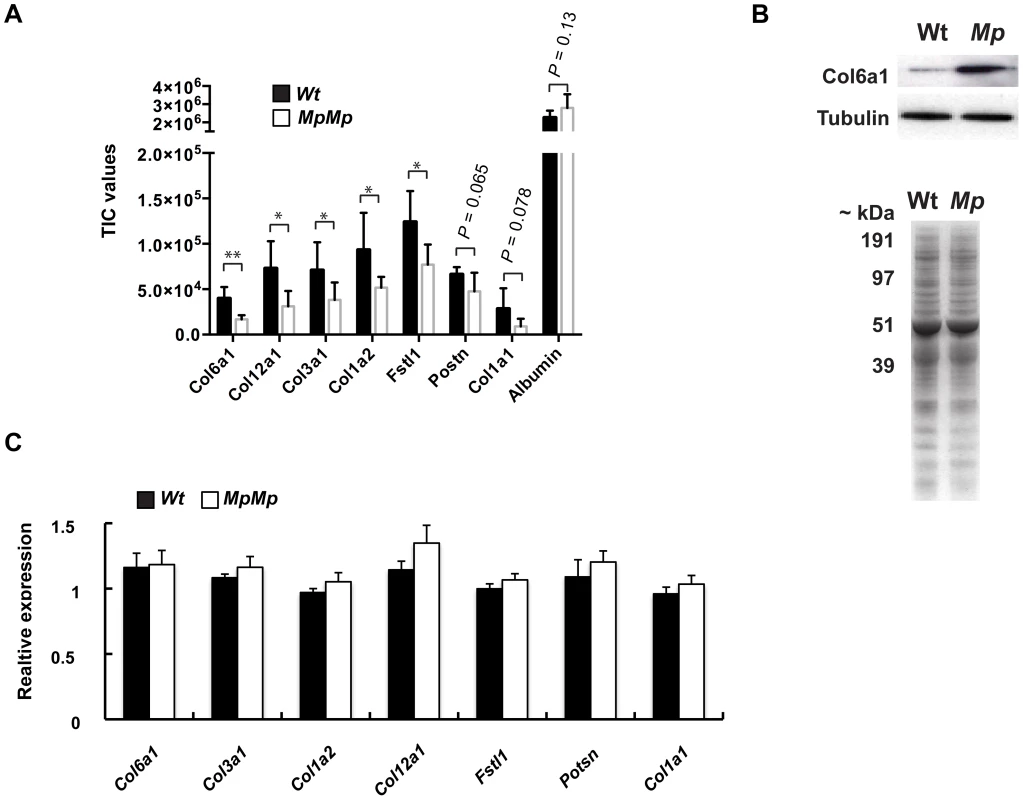 Fbn2<sup>Mp</sup> inclusions affect the secretion of extracellular proteins.