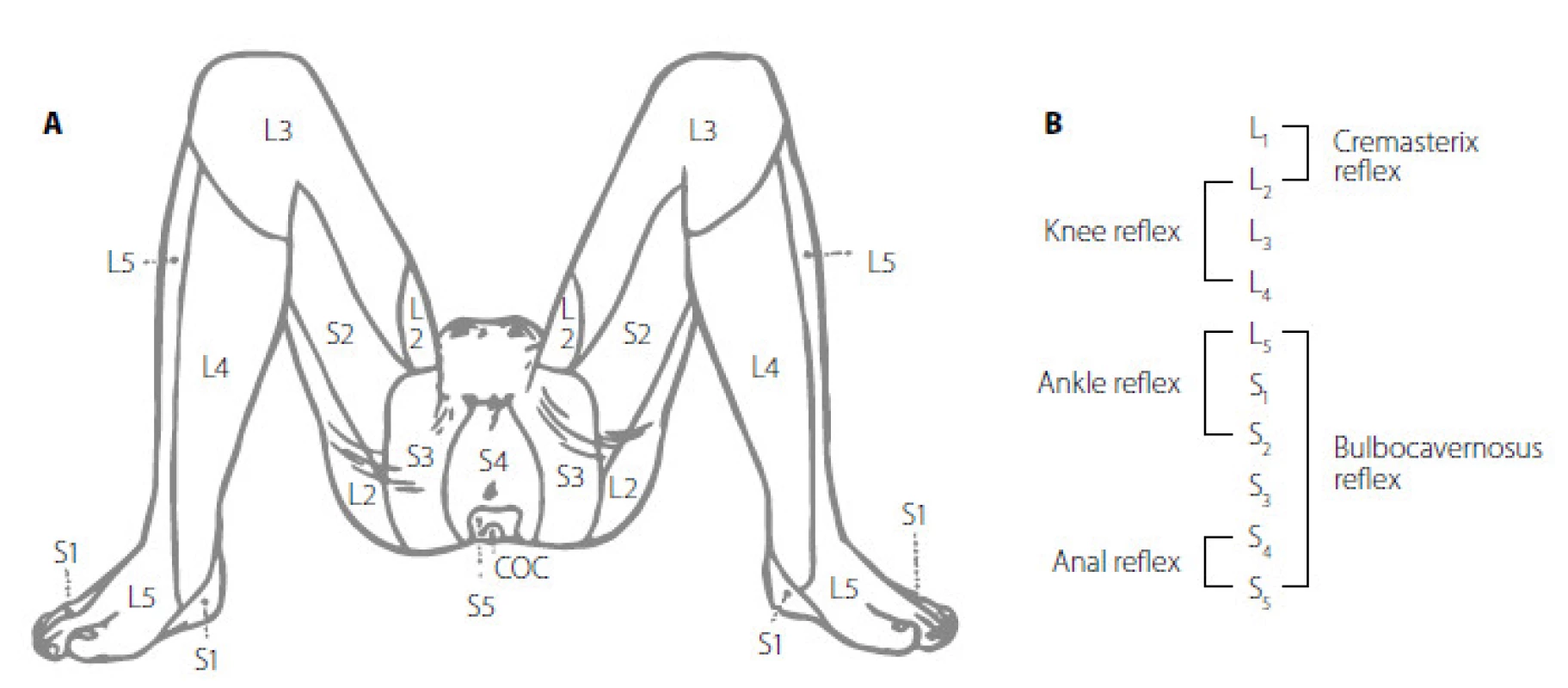 A. Znázornění dermatomů a odpovídajících oblastí míšních segmantů L2–S4
Fig. 3A. Dermatomes of spinal cord levels L2–S4 www.uroweb.org (8, 13)
Obr 3B. Jednotlivé reflexy dle úrovně míchy, převzato z www.uroweb.org (8, 13)
Fig. 3B. Urogenital and other reflexes in lower spinal cord from www.uroweb.org (8, 13)