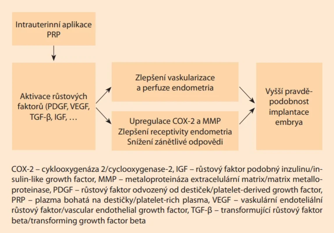 Schéma znázorňující mechanizmus účinku PRP na implantaci embrya. Fig. 1. Diagram illustrating the mechanism of PRP action on embryo implantation.