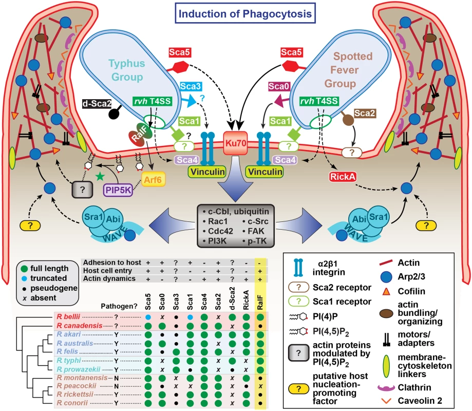 Model for the variable pathways utilized by divergent <i>Rickettsia</i> species for host cell entry.