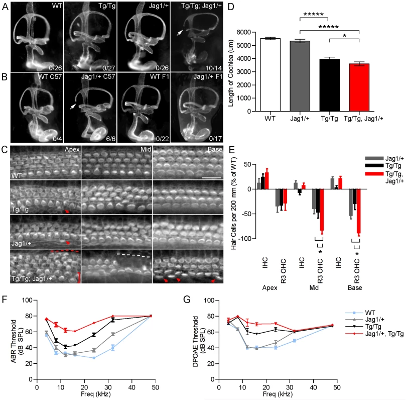<i>Sfswap</i> interacts genetically with <i>Jagged1</i>.