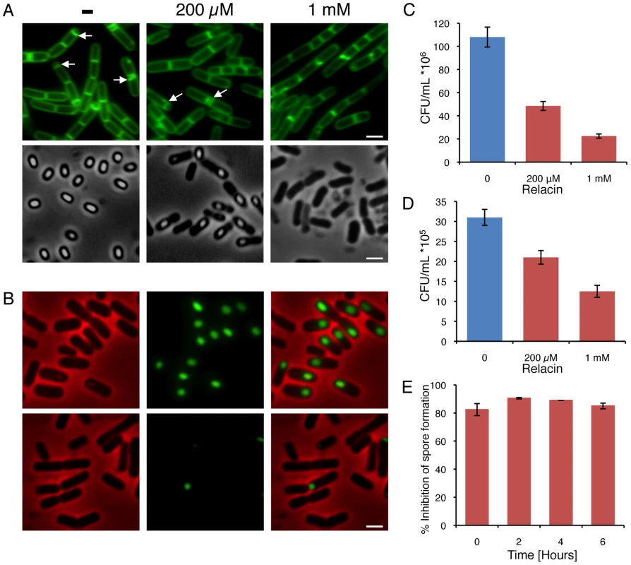 Relacin influences the sporulation process in <i>Bacilli</i>.