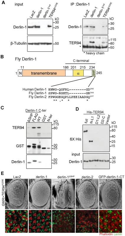 The suppression of TER94<sup>A229E</sup> by Derlin-1 overexpression requires direct interaction.