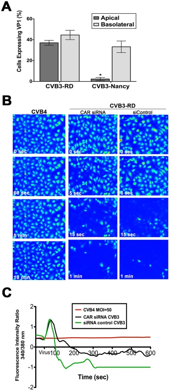 DAF mediates CVB-induced Ca<sub>i</sub><sup>2+</sup> release.