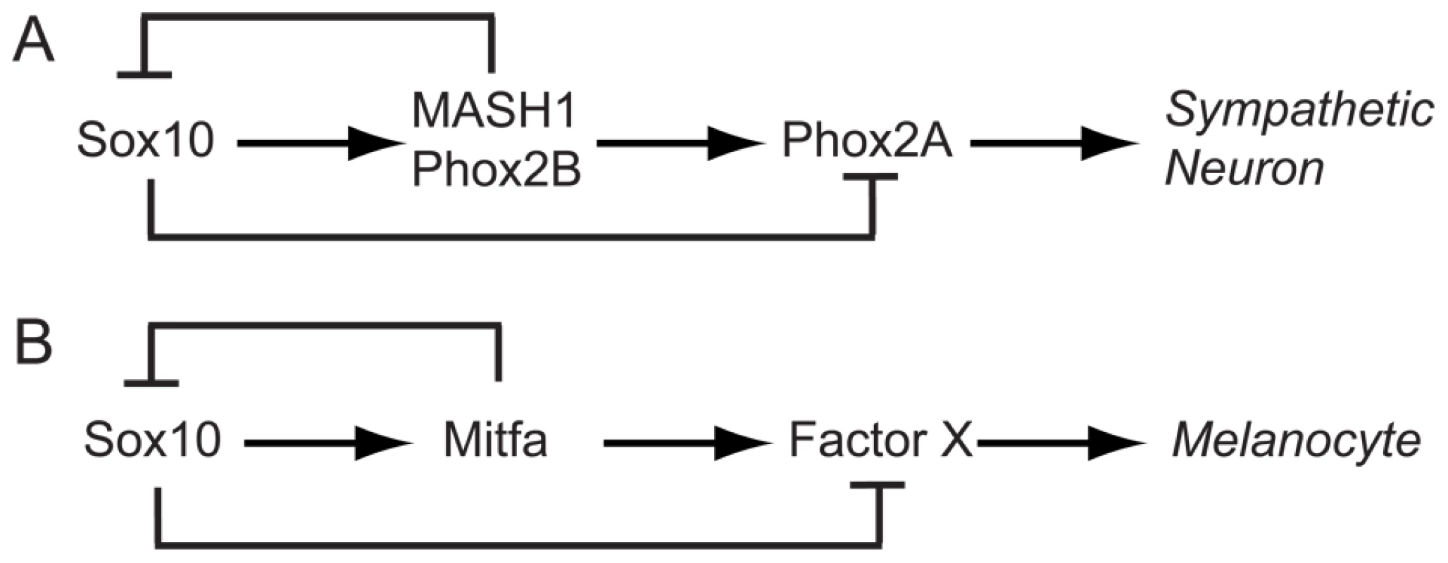 Sox10 function in specification and differentiation of neural crest.