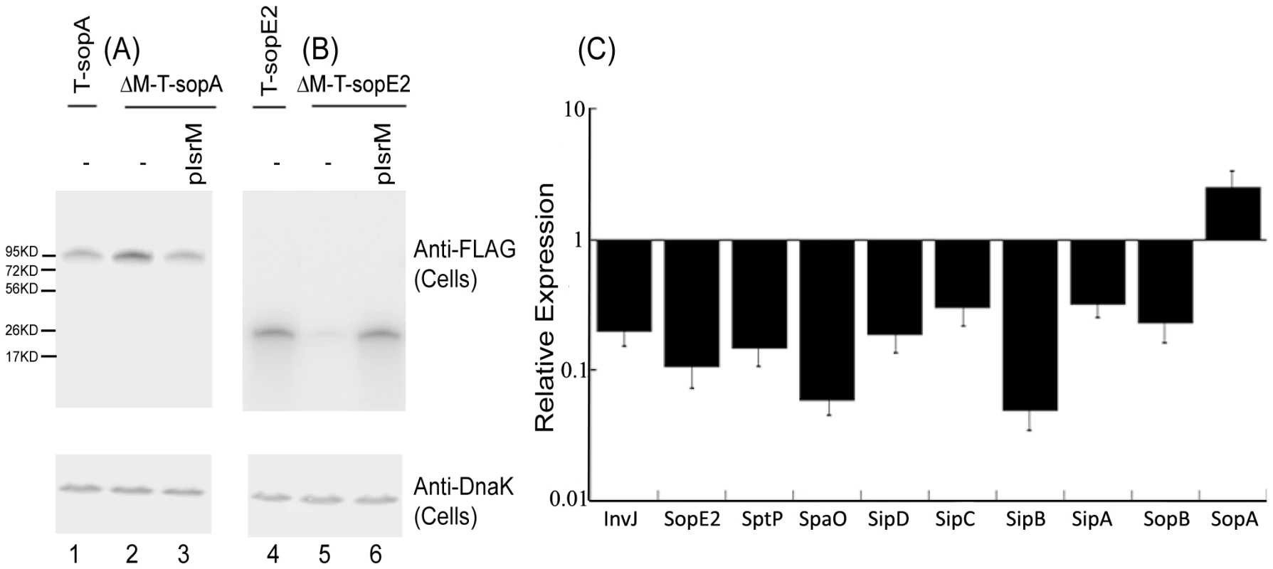Expression of the tagged proteins in <i>Salmonella</i>.