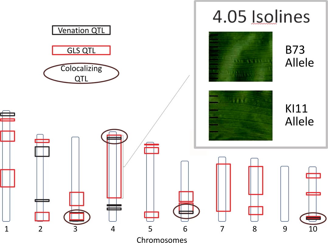Gray leaf spot (GLS) and venation quantitative trait loci.