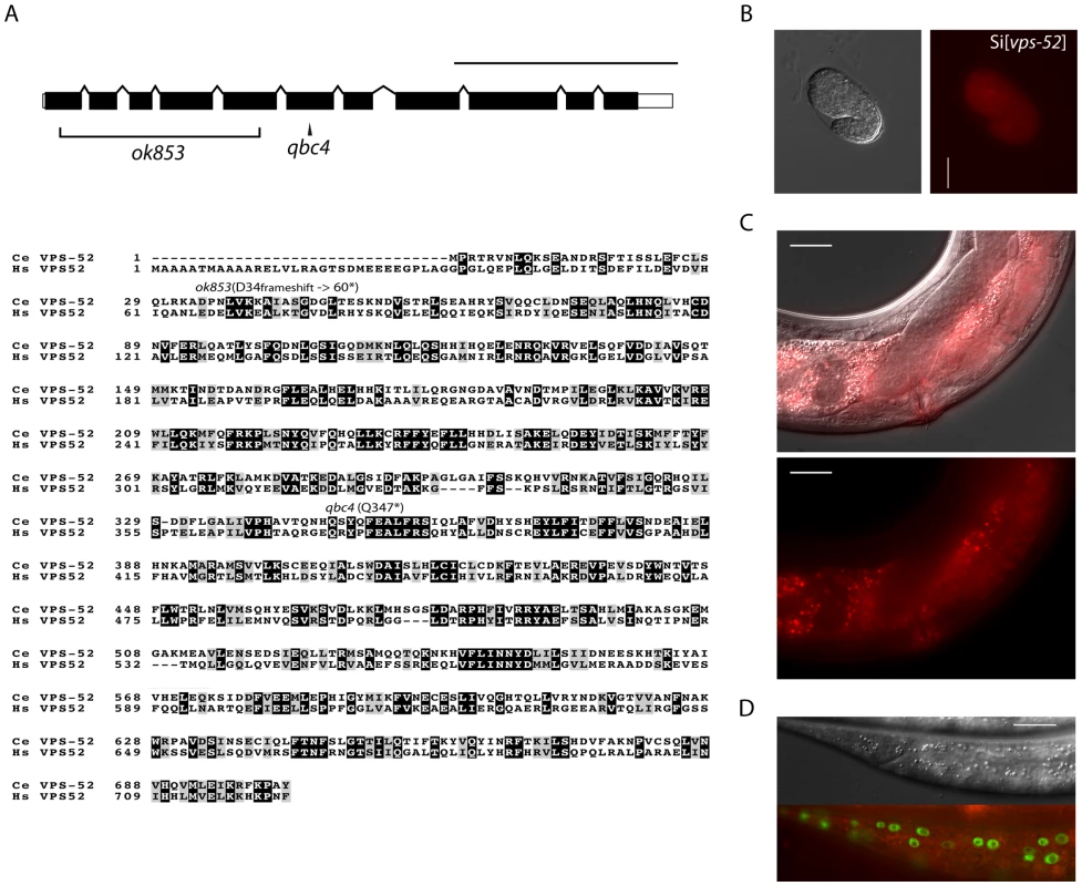 Features and mutants of the <i>vps-52</i> gene.