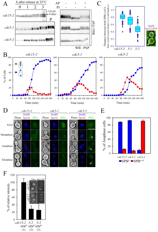 Bfa1 phosphorylation and localization in <i>cdc5-1</i> and <i>cdc5-2</i> cells.