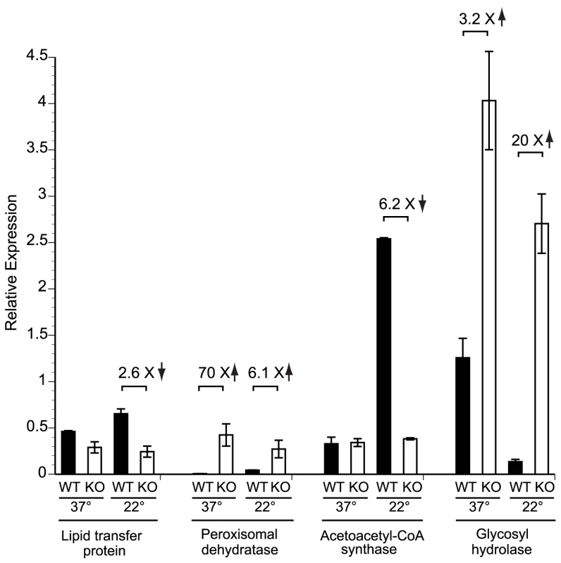 Expression of candidate genes in the <i>SREB</i> regulon at 37°C and 22°C.
