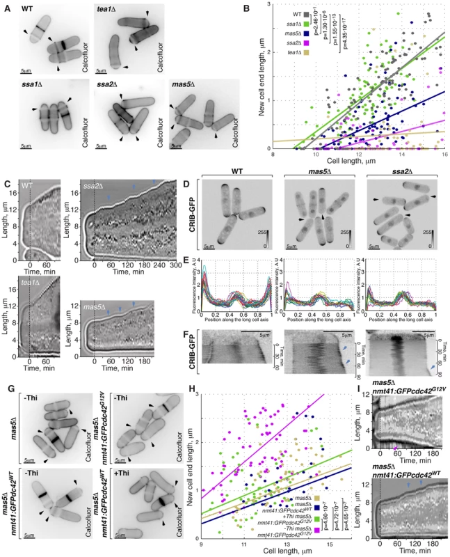 Cells with impaired Ssa2p•Mas5 complex have decreased cortical Cdc42 activity and exhibit monopolar intermittent growth pattern.